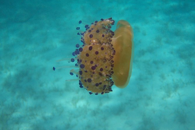 Scuba Diving in Naxos by Bluefindivers - Dive in Greece - Amazing Diving Spots - The 35-minute lesson that sets the tone