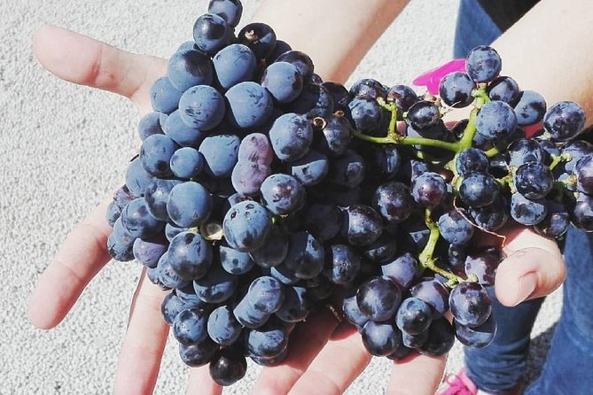 Semi-Private Wine Discovery Tour in Chania - How Much Wine and Food You Receive