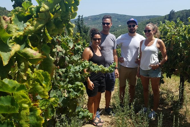 Semi-Private Wine Discovery Tour in Chania - The Monumental Olive Tree of Vouves