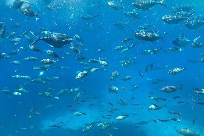 Semi-Submarine Tour from Agios Nikolaos - Is the tour comfortable for children?