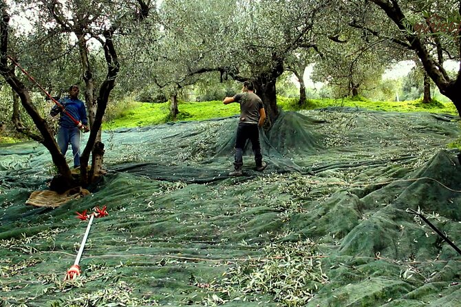 Small-Group Honey & Extra Virgin Olive Oil Tasting Tour in Crete - A family story that begins in 1920