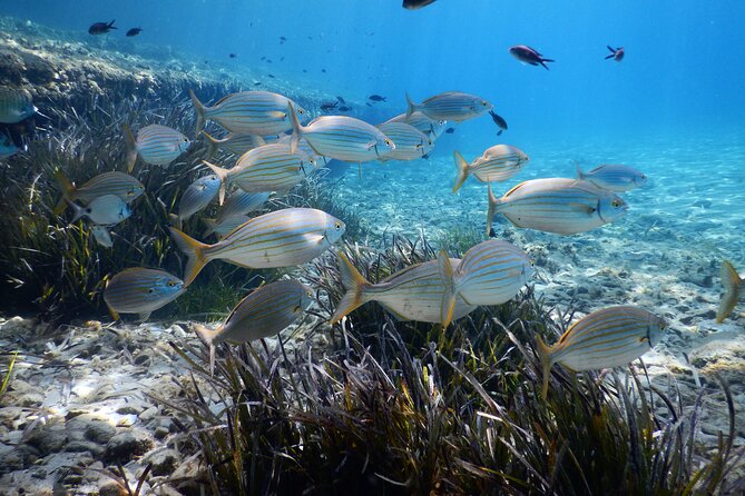 Snorkeling Adventure Trip - Meeting at Mykonos Diving Center
