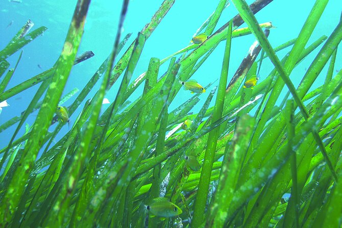 Snorkeling Adventure Trip - Why beginners may feel comfortable