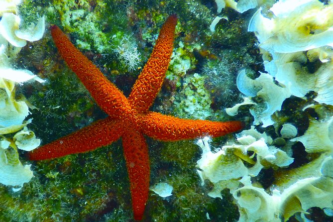 Snorkeling Adventure Trip - The one-hour water session