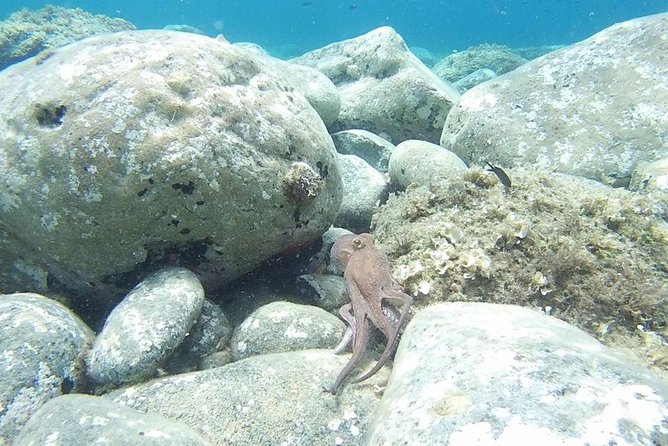 Snorkeling trip - What the Kassandra pickup adds