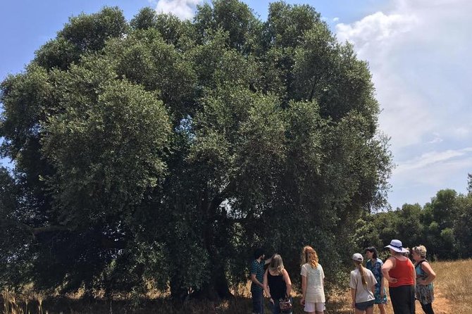 The Governor's Olive Mill Tour with Olive Oil Tasting - Why The Governor Olive Mill makes sense in Corfu