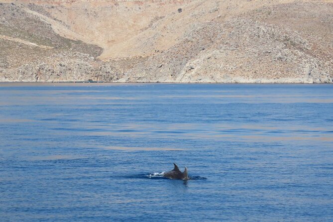 The Santa Maria 3 Island Cruise in the Aegean w/ Free Audio Guide - Kalymnos waters offer a chance to see dolphins
