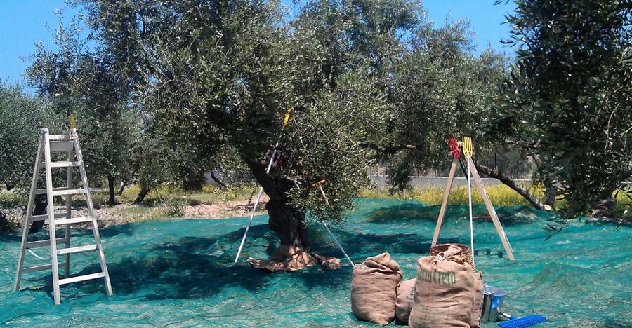 The Terra Creta Olive Oil Experience Tour - From olive harvest to bottled oil