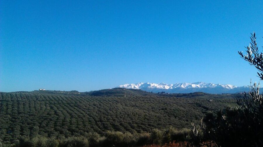 The Terra Creta Olive Oil Experience Tour - The tasting is more than a sample at the end