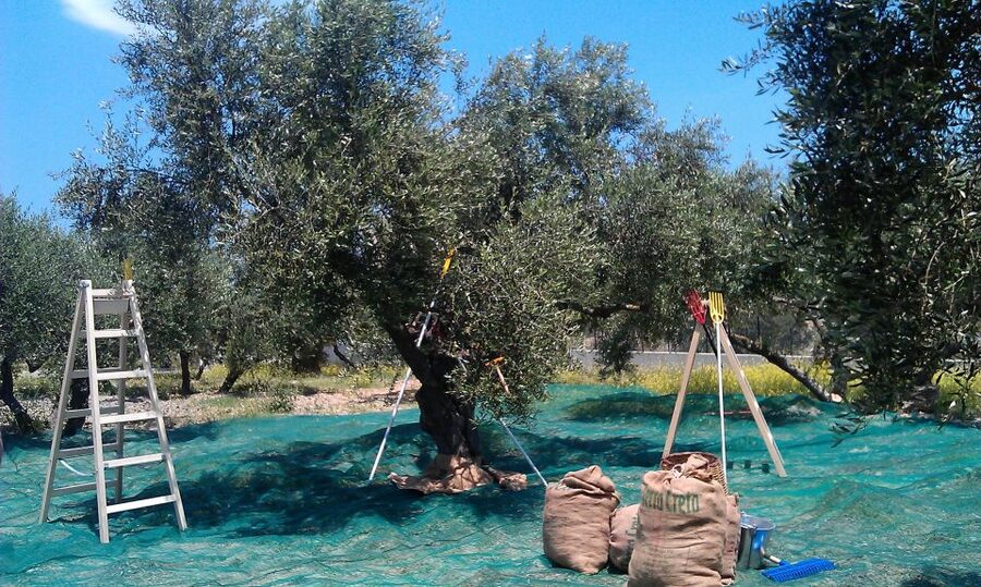 The Terra Creta Olive Oil Experience Tour - Who should book this tour