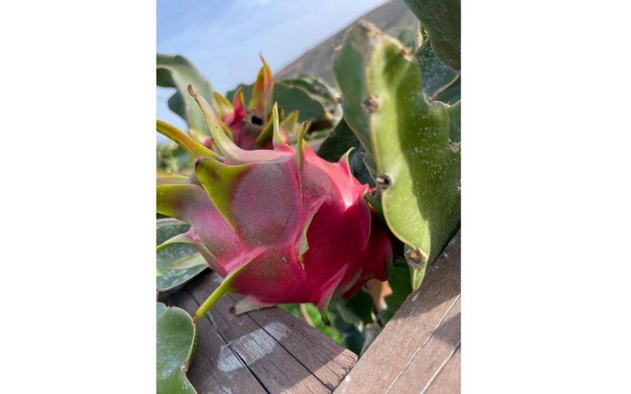 Traditional Olive Grove and Dragon Fruit Farm Tour - Why this small farm visit is worth your time