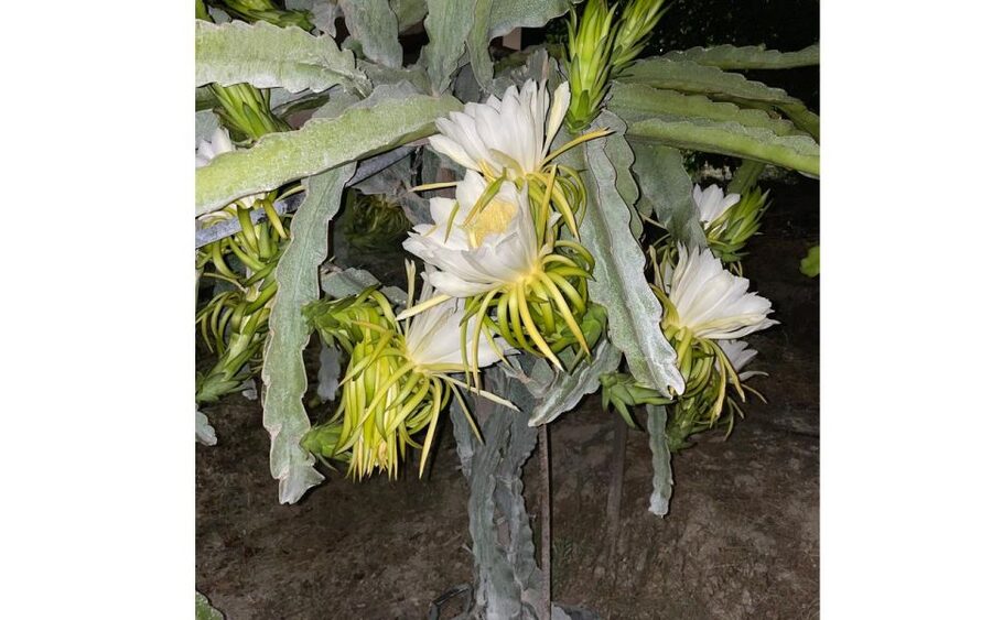 Traditional Olive Grove and Dragon Fruit Farm Tour - Walking among 2,500 olive trees
