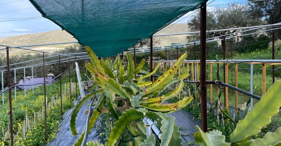 Traditional Olive Grove and Dragon Fruit Farm Tour - The dragon fruit part of the tour