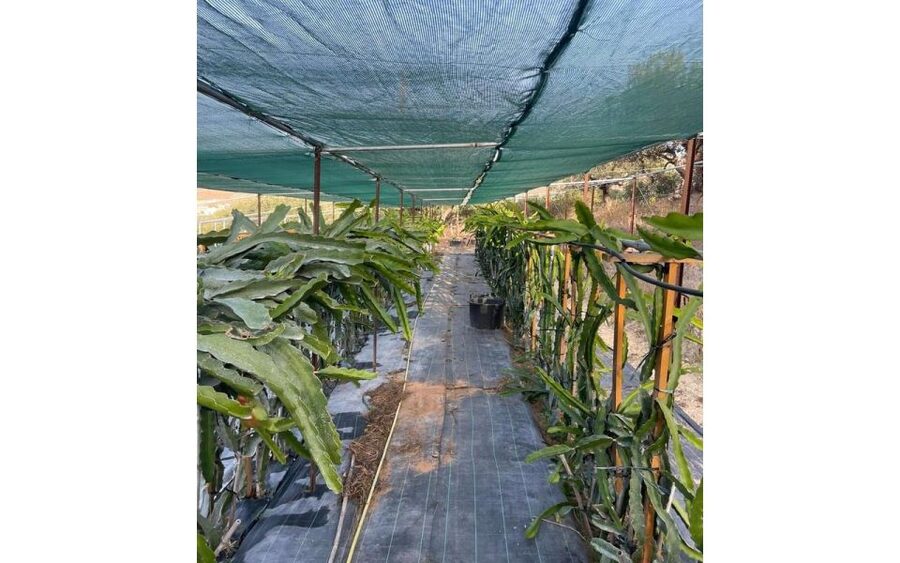 Traditional Olive Grove and Dragon Fruit Farm Tour - How the value compares with other Crete activities