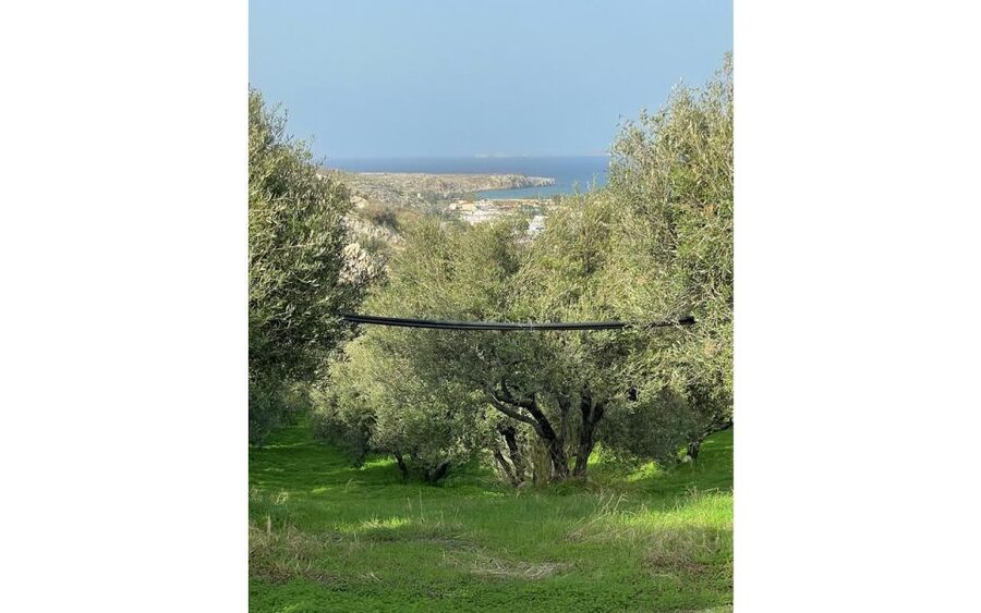 Traditional Olive Grove and Dragon Fruit Farm Tour - Who will enjoy this farm tour most
