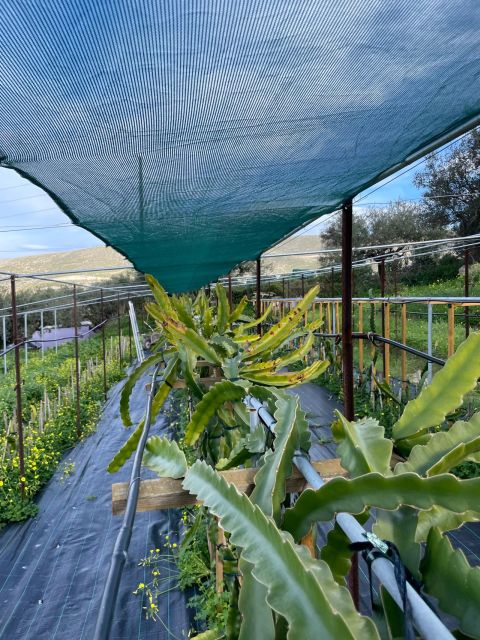Traditional Olive Grove and Dragon Fruit Farm Tour - Meeting Alex at the olive grove