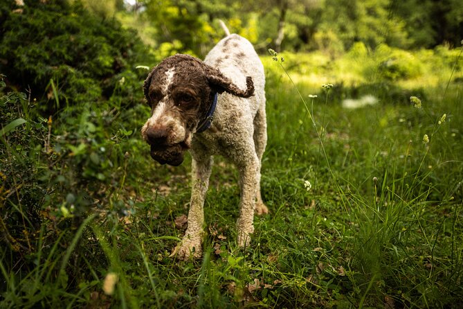 Truffle Hunting at Meteora - Practical planning for your day