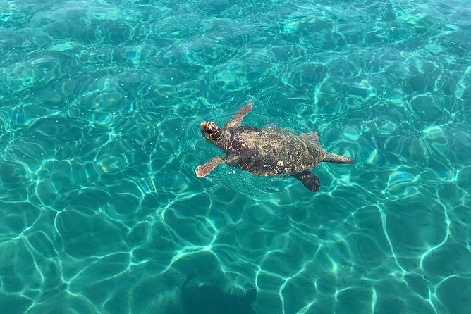 Turtle Spotting Cruise in Zakynthos - Timing, sea conditions, and what can change