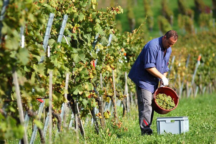 Vineyard Sips: Family Winery Tour & Gourmet Tasting in Corfu - Corfu’s Kakotrigis and three glasses of wine