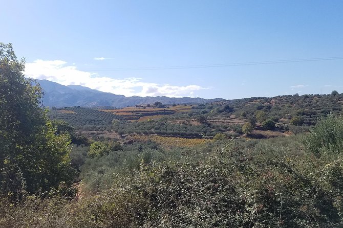 Wine, Olive Oil, and Honey Tour with Winemaker - Why this Crete food tour feels different
