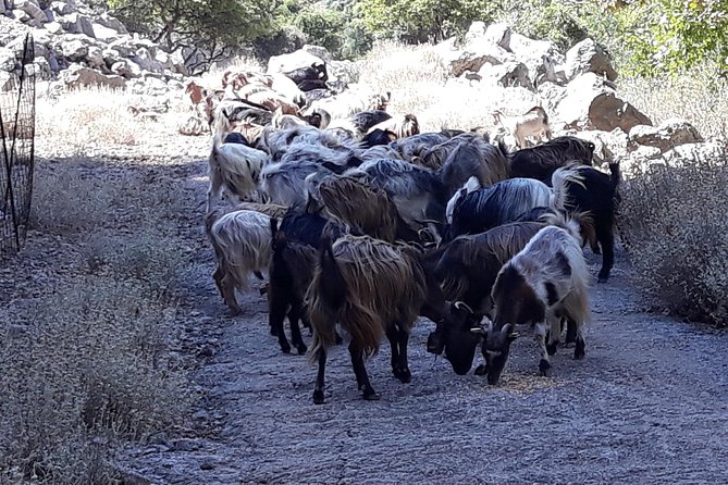 Wine & Olive Oil Tour with Lunch at Milia Mountain Retreat - Is the $181 price fair?