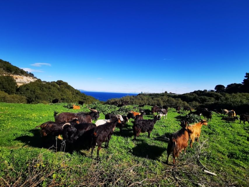 Zakynthos: early morning Shipwreck,Blue Caves and view point - Exo Chora’s ancient olive tree