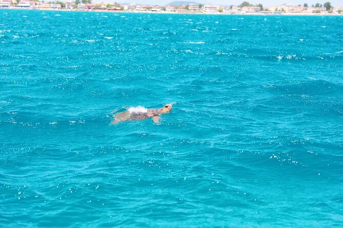 Zakynthos Half Day Tour to the Turtle Island, Cameo & Keri Caves - One Hour on Marathonisi, Turtle Island