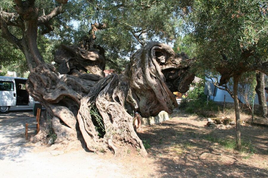 Zakynthos: Shipwreck Beach with Blue Caves Land & Sea Tour - The mountain villages show you a quieter Zakynthos