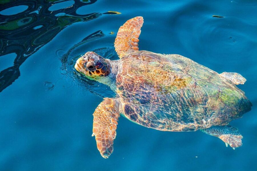 Zakynthos: Turtle Island & Keri Caves Glass-Bottom Boat Tour - Looking for Caretta Caretta Turtles