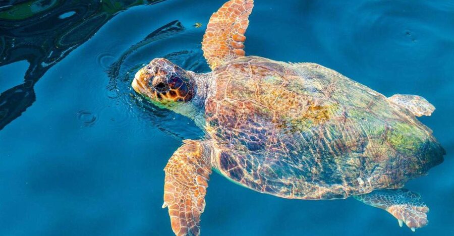 Zakynthos: Turtle Island & Keri Caves Glass-Bottom Boat Tour - Boat Comfort, Crew Style, and Accessibility
