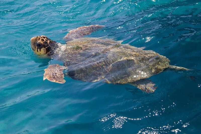 Zakynthos: Turtle Spotting Cruise with Glass-Bottom Boat - Turtle spotting near Laganas Bay