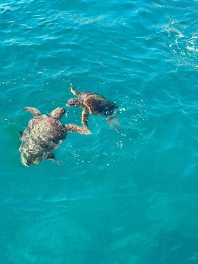 Turtle Spotting Cruise with Glass-Bottom Boat