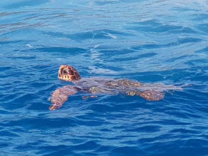 Zakynthos: Turtle Spotting Cruise with Glass-Bottom Boat - Keri Caves and the Kamares arches