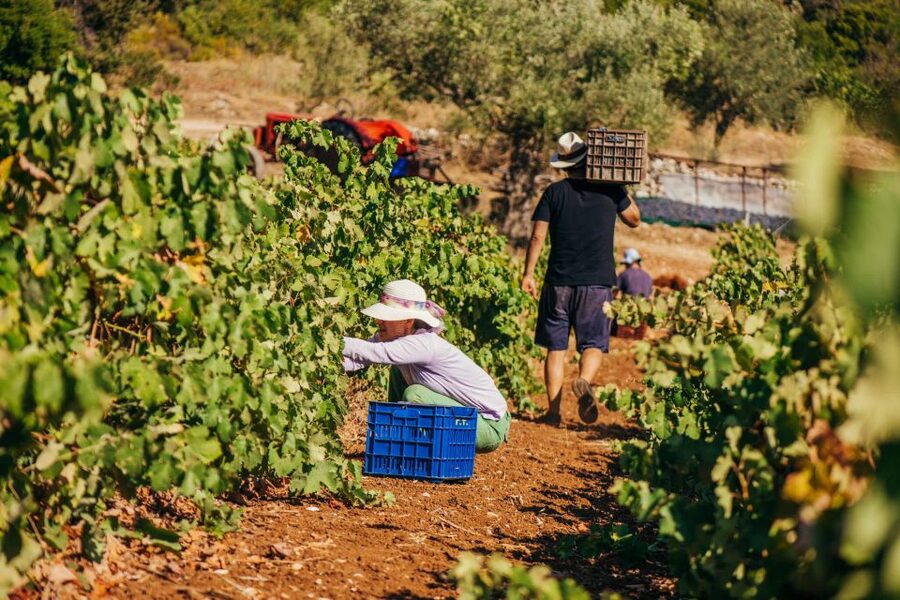 Zakynthos: Vineyard & Winery Tour with Local Winemaker - Key points to know before booking