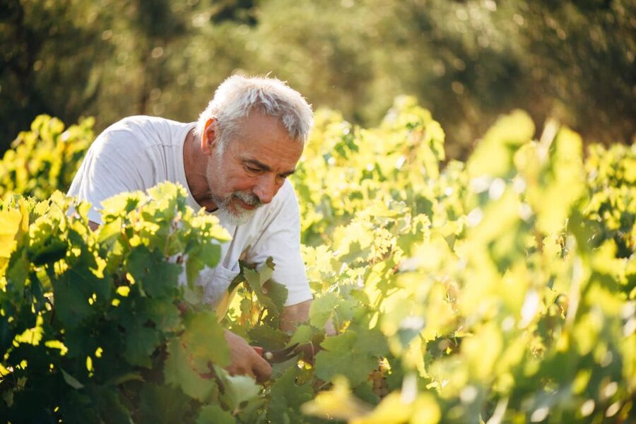 Zakynthos: Vineyard & Winery Tour with Local Winemaker - The vineyard walk and Zakynthos grape varieties