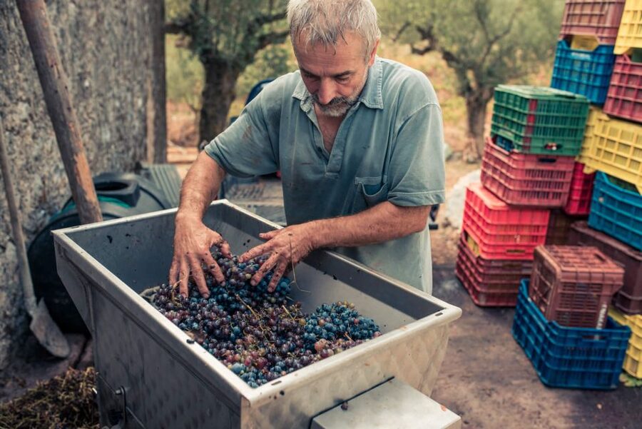 Zakynthos: Vineyard & Winery Tour with Local Winemaker - What to bring and how to plan the visit